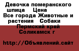 Девочка померанского шпица. › Цена ­ 40 000 - Все города Животные и растения » Собаки   . Пермский край,Соликамск г.